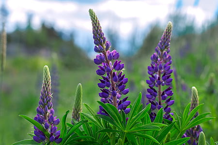 purple lupines in selective focus photography thumbnail