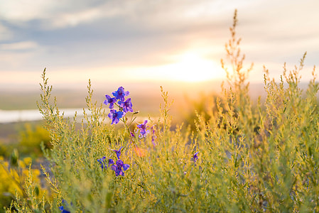 purple petaled flowers closeup photography thumbnail