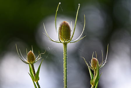 three flowerbud closeup photography thumbnail