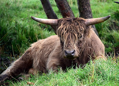 brown buffalo lying on grass thumbnail