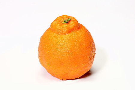 orange citrus thumbnail
