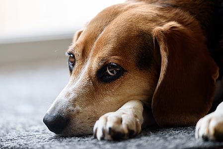 photography of short-coated brown dog lying on gray floor thumbnail