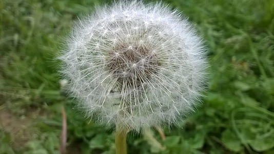 field, garden, grass, blur thumbnail