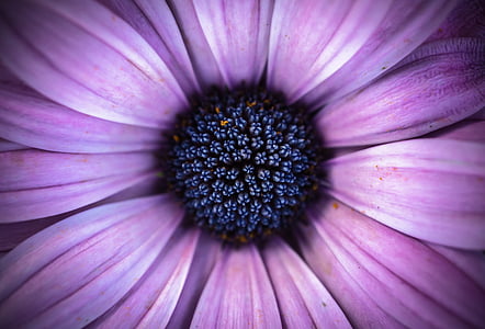 macro photo og purple osteospermum flower in bloom thumbnail