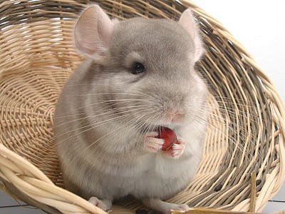 gray chinchilla eating thumbnail