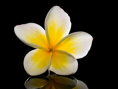selective focus photography white and yellow plumeria flower thumbnail