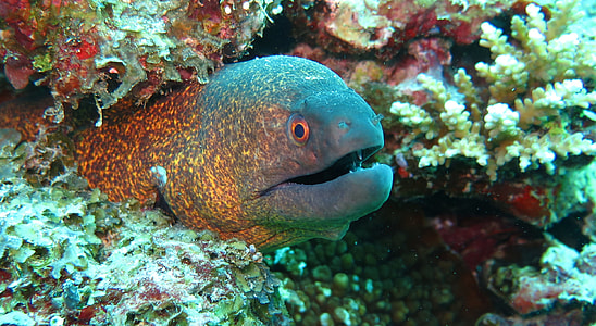 blue fish surrounded by corals thumbnail