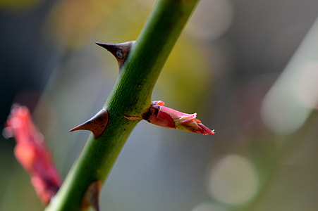 Thorns, Flower, Bud, Nature, rose, flower, bud thumbnail