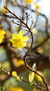selective focus photo of yellow forsythia flowers thumbnail