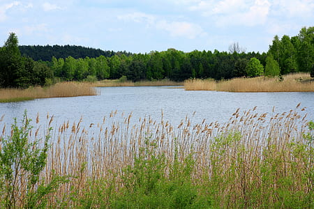 body of water surrounded by trees under white clouds thumbnail