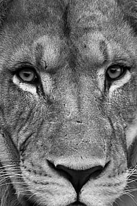 grayscale photo of lion thumbnail