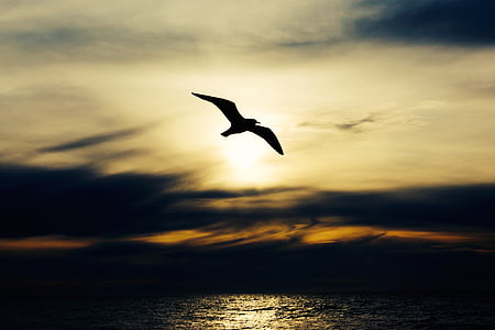 silhouette of gull flying thumbnail