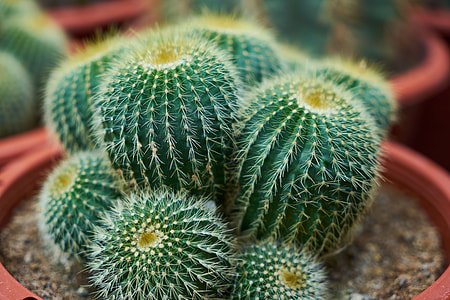 green cactus plant thumbnail