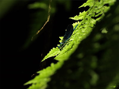 selective-focus photography of blue damselfly on green fern plant selective-focus photography of blue damselfly on green fern plant thumbnail