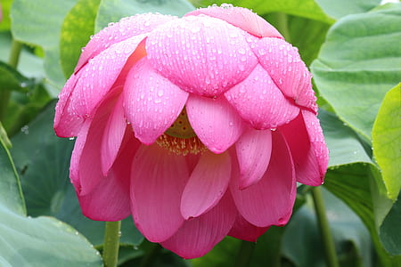pink lotus with dewdrops thumbnail