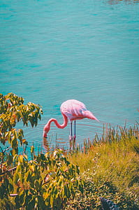 flamingo taking a drink on body of water during day thumbnail