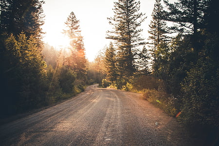 dirt road, forest, nature, road, trees thumbnail