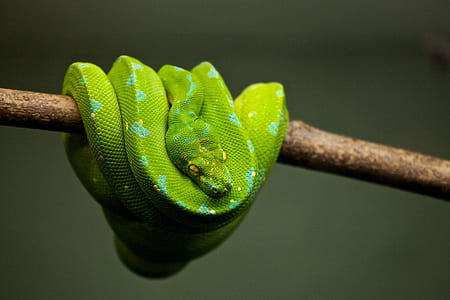selective focus green snake on twig thumbnail