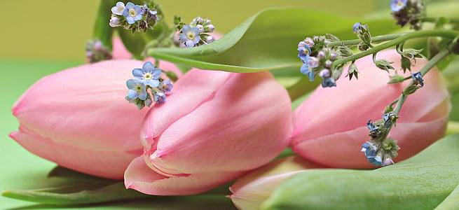 pink tulips on green leaves thumbnail