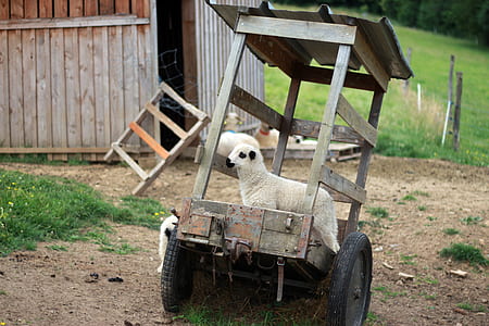 white sheep in wagon near shed thumbnail