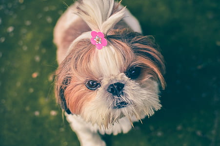 white and brown shih tzu puppy thumbnail