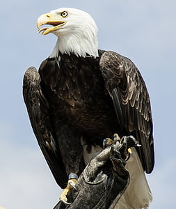 eagle on leather glove thumbnail