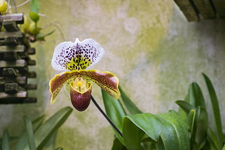 macro photography of lady slipper flower thumbnail
