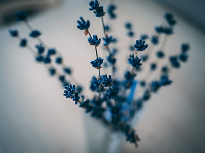 Closeup Photography of Blue Petaled Flower Decor thumbnail