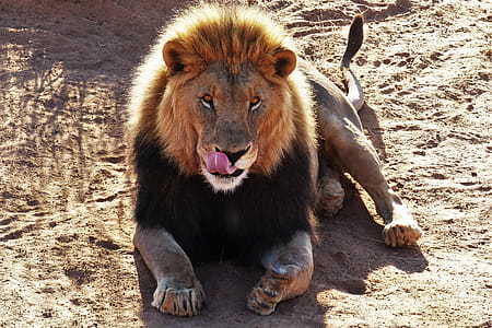 Lion Cat thumbnail