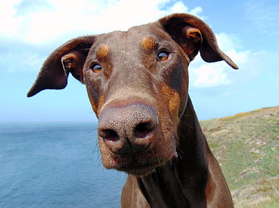 selective focus photography of liver Doberman pinscher water thumbnail