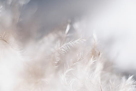 white plants thumbnail
