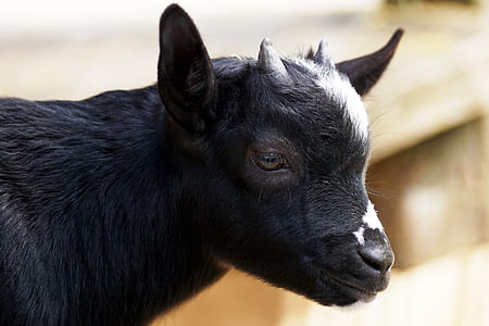 closeup photo of black goat thumbnail