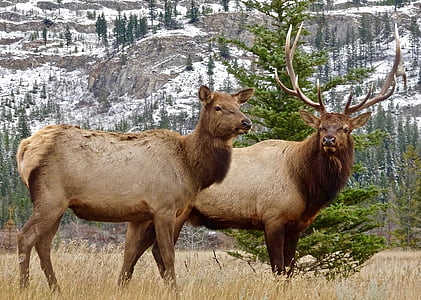 two brown four-leg animals thumbnail