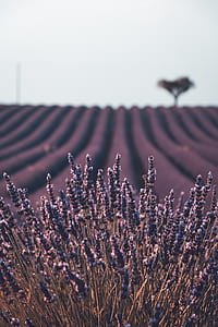 lavender flowers thumbnail
