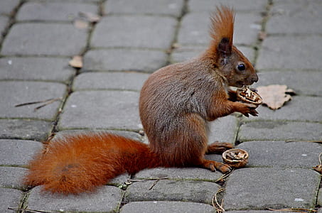 brown animal holding nut thumbnail