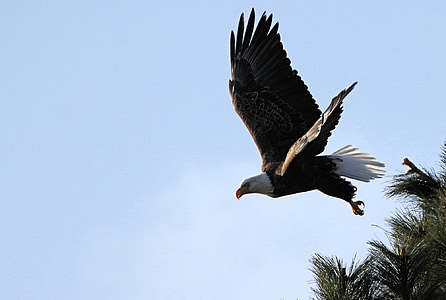 white and black America eagle thumbnail