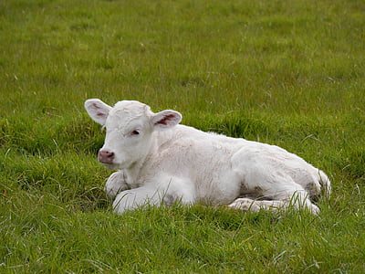 white cattle on green grass thumbnail
