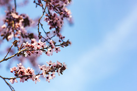 Pink spring flowers thumbnail