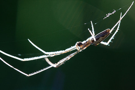 Strecker Spider, Tetragnatha Extensa thumbnail