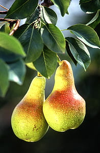 selective focus photography of two green pears thumbnail