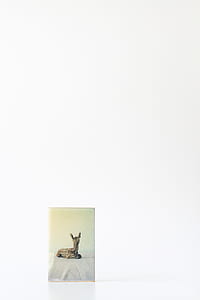 brown deer thumbnail