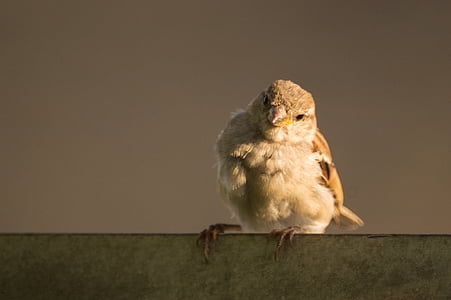 beige bird thumbnail