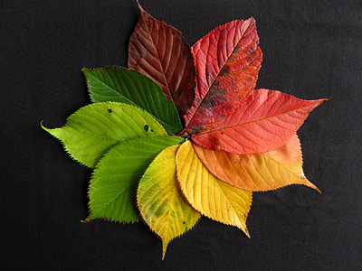 nine leaves thumbnail