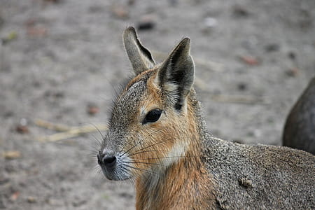 tilt shift lens photography of kangaroo thumbnail