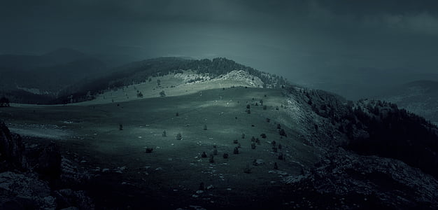 landscape photography of tall trees on field thumbnail