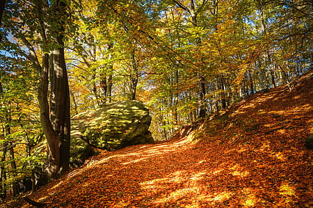 green forest during daytime thumbnail