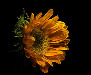 macrophotography of sunflower thumbnail