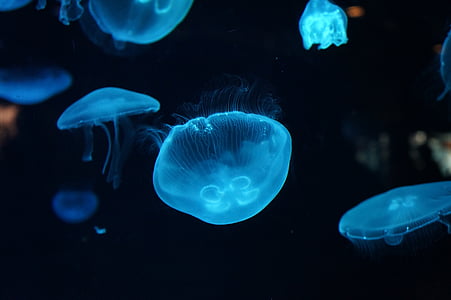photo of jellyfish thumbnail