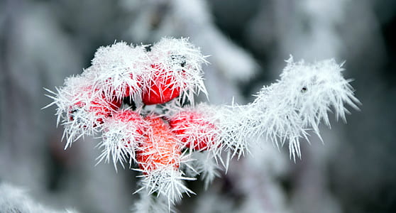 close up photo of red and white plant thumbnail