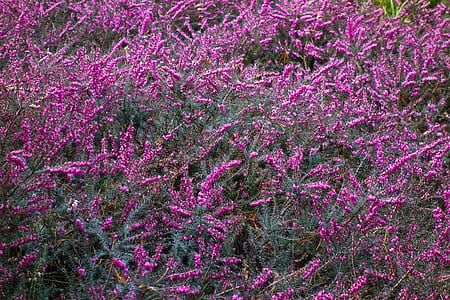 purple flowers thumbnail